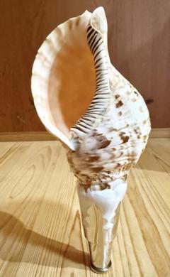 コンパクト法螺貝 山伏 密教 魔除け 熊よけ❣️ほら貝 ホラガイ