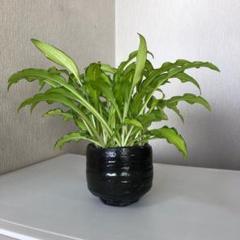 盆栽 ギボウシ 鉢 1 【今週末限定で値下】