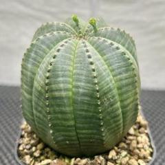 ユーフォルビア オベサ 美株 扁平 6.75cm 3号プラ鉢 | Shop at