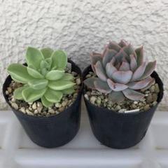 ミックスベリアセット　札付き　おらいさん苗　メルカリ便　エケベリア　多肉植物 ミックスベリア おらいさん苗 ファームパルク 多肉植物