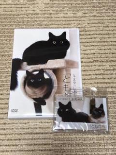 しゃべるねこ しおちゃん ともだち Dvdの中古 未使用品を探そう メルカリ