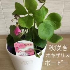 観葉植物 オキザリス・ボービー 4号紫ポット