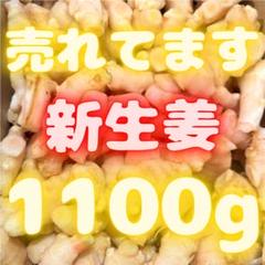 和歌山県産 ”新しょうが” 秀品 Lサイズ 約4kg【予約 6月下旬以降