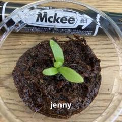 2025年最新】P.willinckii 'jenny'の人気アイテム - メルカリ