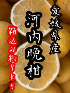 愛媛県産 河内晩柑 小玉混合 箱込み約7Kg 柑橘 ミカン