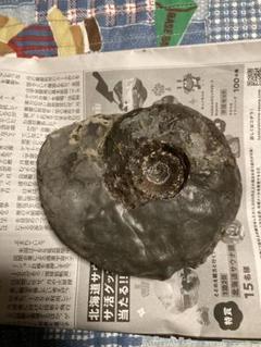 北海道　アンモナイト　中川の白いゴードリセラスデンセプリカータム　化石 北海道の異常巻きアンモナイトが登場！ユーポストリコセラス