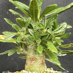 29【塊根植物】ドルステニア ギガス 国内 実生 ドルステニアギガス でっぷり株 ドルステニア・ギガス ドルステニアギガス 実生 Dorstenia Gigas