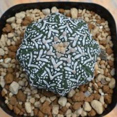 アストロフィツム スーパー兜 Vタイプ 3 Astrophytum asterias