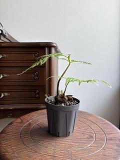 珍品 キンモウコウ　金毛狗 タカワラビ　ゴールデンモンキー ５号鉢 楽天市場】おしゃれ 観葉植物 キンモウコウ：ゴールデンモンキー