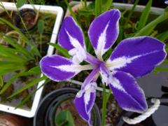 珍しいカキツバタ 舞孔雀 楽天市場】カキツバタ 舞孔雀 4号深 【初夏の水生植物(抽水植物