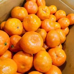 マンダリン(マーコット)オレンジ5kg 訳あり みかん同様 全国送料込み