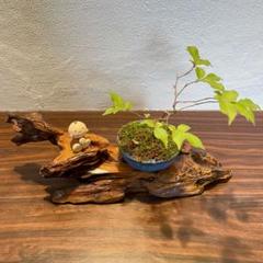 盆栽台・花台 m45093914631_1.jpg?1731315365