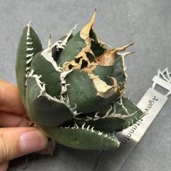 多肉植物・アガベ・チタノタ·SAD南ダイヤモンドスーパー