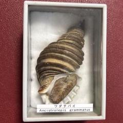 (特大) 蓋付きワダチバイ オホーツク海産　貝殻 m42373166728_1.jpg?1751868874