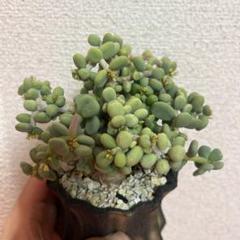 カ*ン様 ケラリアピグマエア　実生　雄株雌株セット　鉢のままメルカリ便発送 ケラリア ピグマエア 実生 オス株 鉢のままメルカリ便発送