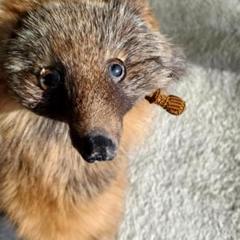 キツネの襟巻き | 魔界ノ風鷹