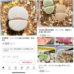 専用❤️速達付き同梱-200円多肉植物　リトープス　大津絵　FDP 双頭鉢のまま isla del pescado - Lithops otzeniana C350-大津絵