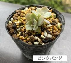 2025年最新】錦玉園 リンゼアナの人気アイテム - メルカリ