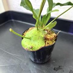 アリ植物 レカノプテリス ミラビリス - メルカリ