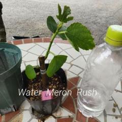 イチジク苗木 Watermelon Rush｜Yahoo!フリマ（旧PayPayフリマ）
