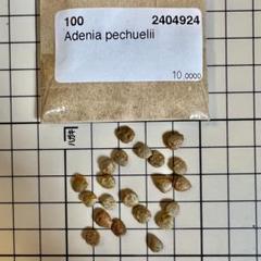 Adenia pechuelii アデニア　ペチュエリー　種子　5粒 アデニア ペチュエリー 種子 3粒 adenia pechuelii seeds - メルカリ