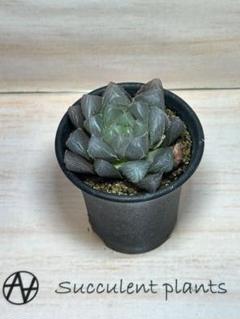 n*i様 多肉植物　ハオルチア　ブルーレンズオブツーサ錦　糊斑　超美品 多肉植物 ハオルチア N1紫オブツーサ錦 透明窓 糊斑 - メルカリ