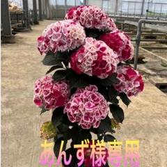 2025年最新】チボリ 紫陽花の人気アイテム - メルカリ