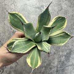 3 パリー　トランカーター　２個 モンタナ　１個 セット Agave parryi var. truncata】アガベパリートランカータ | ACE