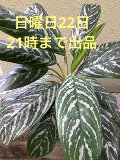 期間限定出品/アグラオネマ/カーティシー/カットトップ/発根済み/大株 期間限定出品/アグラオネマ/カーティシー/カットトップ/発根済み
