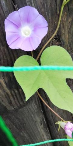 ♪ 朝顔の種