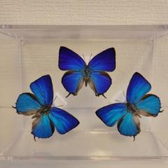 蝶の標本　ジャングルを舞う宝石(特特A) 蝶の標本 ジャングルを舞う宝石(特特A) 昆虫用品