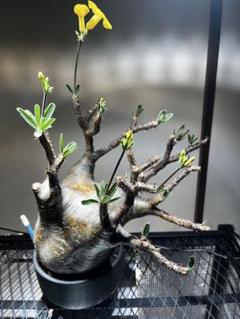 パキポディウムグラキリス現地球 - メルカリ
