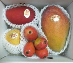 沖縄マンゴー5種　玉文　金煌　金蜜　センセーション　アーウィン 国産マンゴー7品種を食べ比べ | 犬飼タオル株式会社