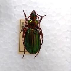 コガネオサムシ(スイス産)昆虫標本