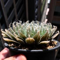 植物 m42788063783_1.jpg?1711283864