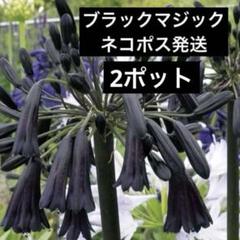 アガパンサスブラックマジック3ポット アガパンサス 3 ブラックマジック - メルカリ