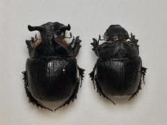 ダイコクコガネ 27mm ♂ ︎︎ ♀︎︎ ♀ 標本 大型