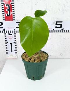 モンステラ ボルシギアナ オーレア 極上美斑株 80cm 大型 希少 オーレア・モンステラ( Monstera Borsigiana Yellow Variegata