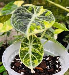 その他観葉植物 Alocasia Black Velvet ninja splash NO4 Alocasia 'Ninja' - 4