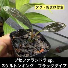 ブセファランドラ　スケルトンキング 9 株 Yahoo!オークション - ブセファランドラ sp. スケルトンキング