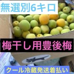 青梅　豊後梅5キロサイズ2L3L混合 冷蔵）青森の青梅[豊後梅ぶんごうめ]2L〜3Lサイズ混合約5kg 梅
