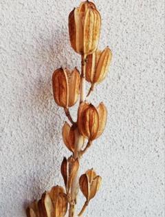 オオウバユリ　茎付き花殻　70本 オオウバユリ - Wikipedia