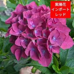 輸入紫陽花苗　とても美しいルビーチョコレート♪出ました‼️ネコポス発送 ト*ム様 輸入アジサイ苗ルビーチョコレートネコポス発送