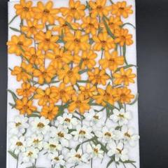 押し花素材　　3519 リネアリス