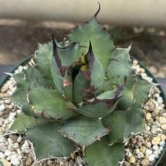 Agave otero chihuahua / アガベ チワワのサムネイル
