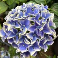 切花　紫陽花　ダズル　1本　サムライ2本 紫陽花 さし穂1本 - メルカリ