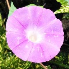 ♪ 朝顔の種