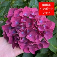 公式ファッションブランド通販サイト 2025年最新】アジサイ苗 輸入の人気アイテム メルカリ - 花