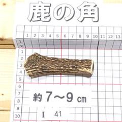 minoru鹿の角７本＋４本 鹿の角 I41 1本7～9㎝ 兵庫県産 鹿角 鹿のツノ しかつの