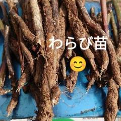 箱いっぱい　平凡なワラビの根　わらび根っこ　苗 わらびの根っこ ワラビ苗 - メルカリ